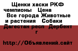 Щенки хаски РКФ чемпионы › Цена ­ 90 000 - Все города Животные и растения » Собаки   . Дагестан респ.,Дербент г.
